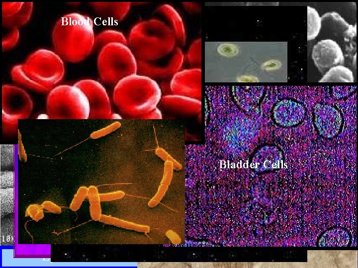 Blood Cells Nerve Cells Asparagus cells Variety Human of Cells Muscle Cells Bladder Cells