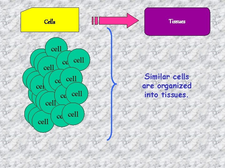 Cells Tissues cell cell cell cell cell cell Similar cells are organized into tissues.