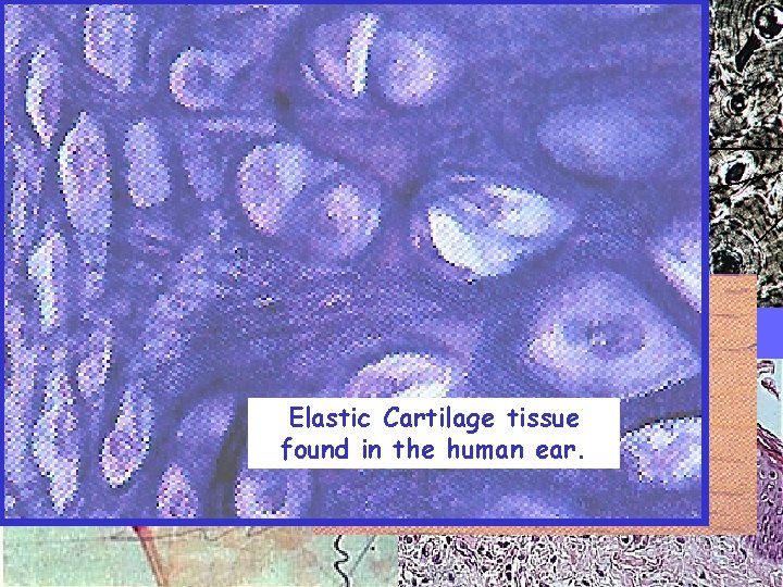 Nerve Tissue A tissue is a group of cells Bone Tissue that are similar