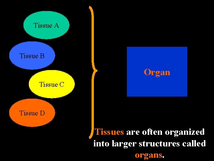 Tissue A Tissue B Organ Tissue C Tissue D Tissues are often organized into