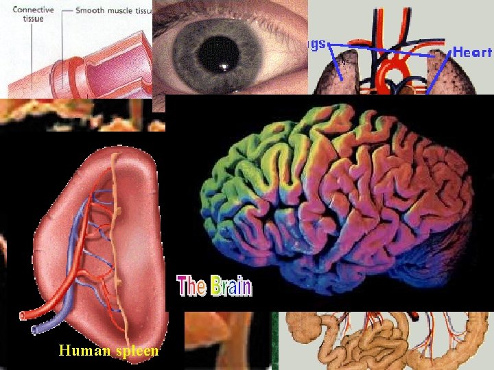 Organs Human Heart Lungs Human spleen 