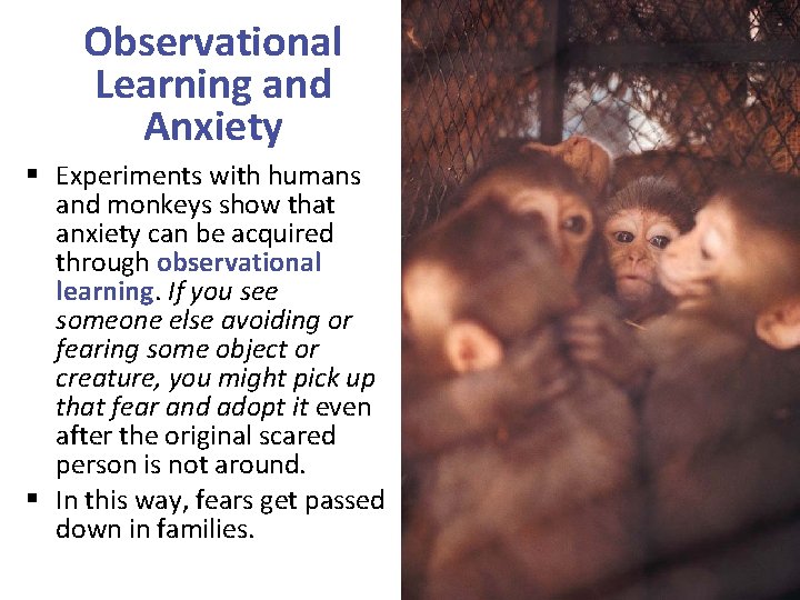Observational Learning and Anxiety § Experiments with humans and monkeys show that anxiety can