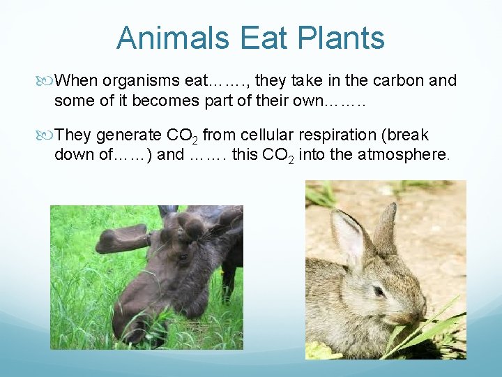 Animals Eat Plants When organisms eat……. , they take in the carbon and some