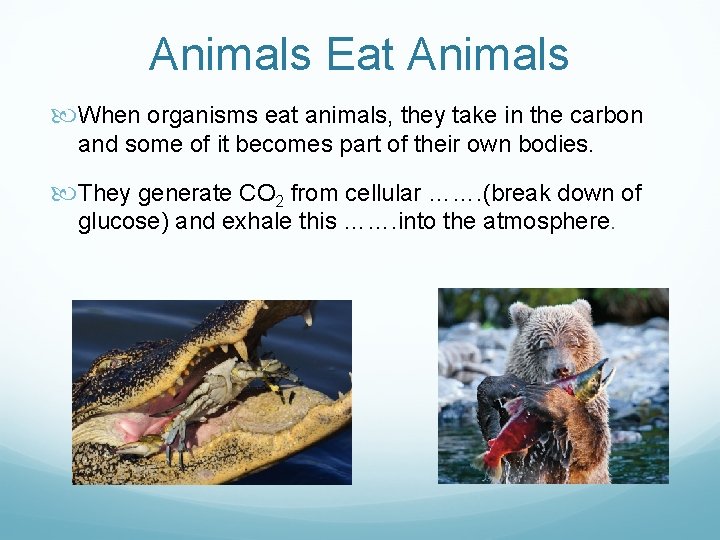 Animals Eat Animals When organisms eat animals, they take in the carbon and some