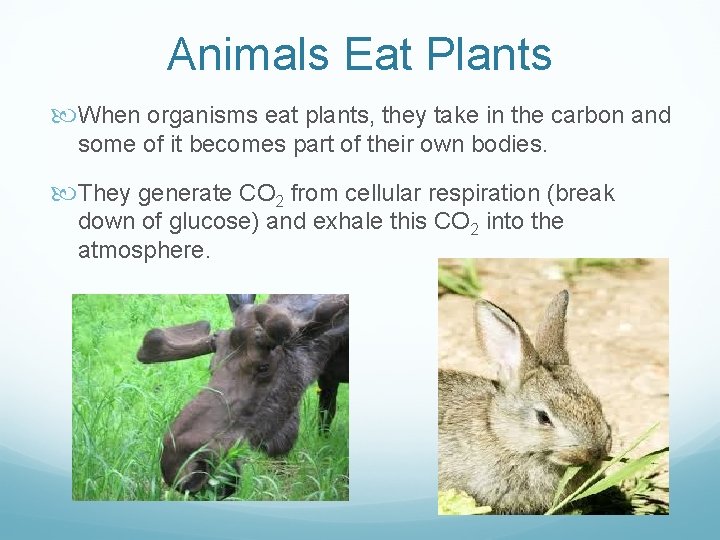 Animals Eat Plants When organisms eat plants, they take in the carbon and some