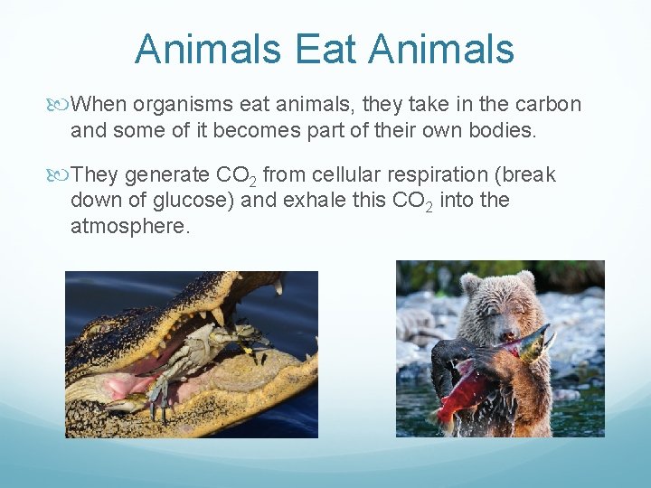 Animals Eat Animals When organisms eat animals, they take in the carbon and some