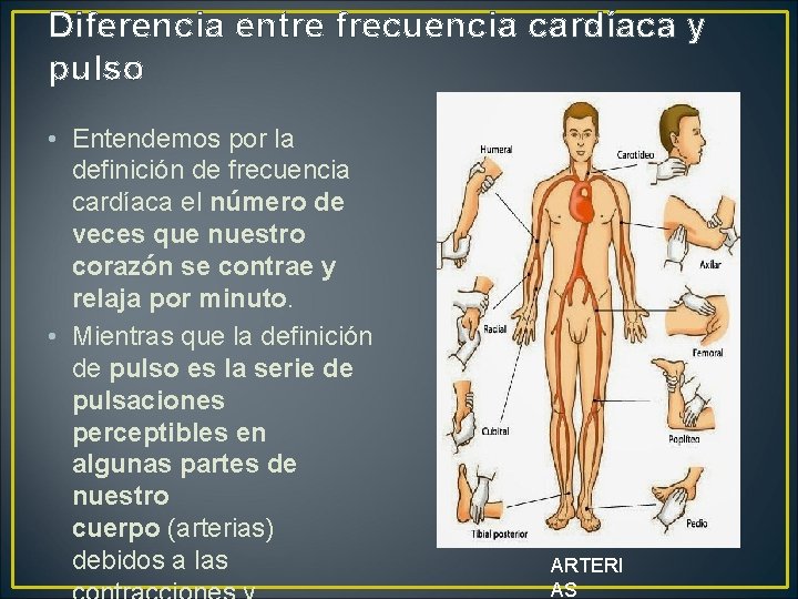 Diferencia entre frecuencia cardíaca y pulso • Entendemos por la definición de frecuencia cardíaca