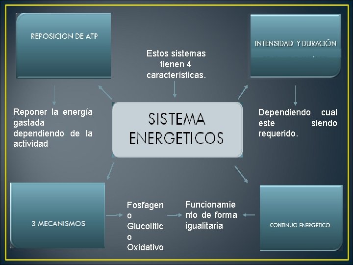 Estos sistemas tienen 4 características. Reponer la energía gastada dependiendo de la actividad Dependiendo