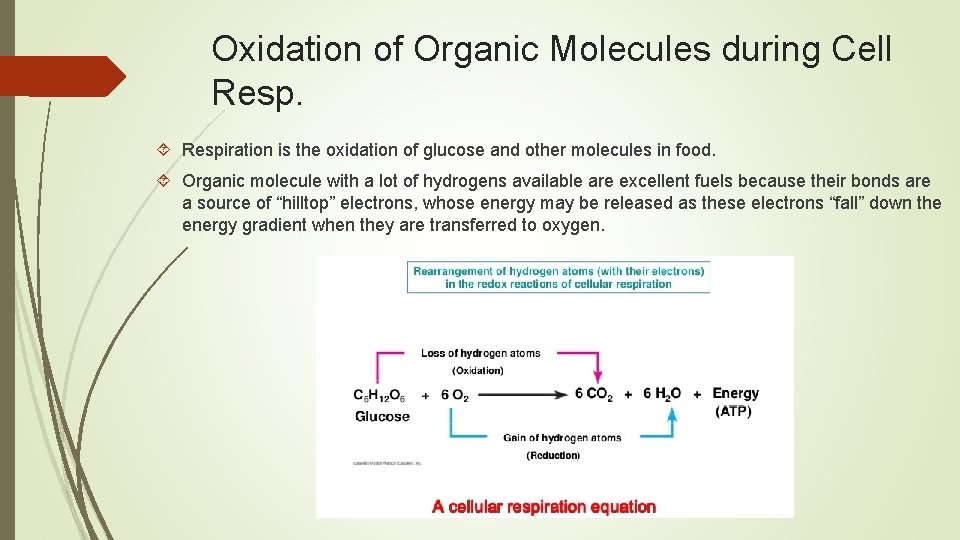 Oxidation of Organic Molecules during Cell Respiration is the oxidation of glucose and other