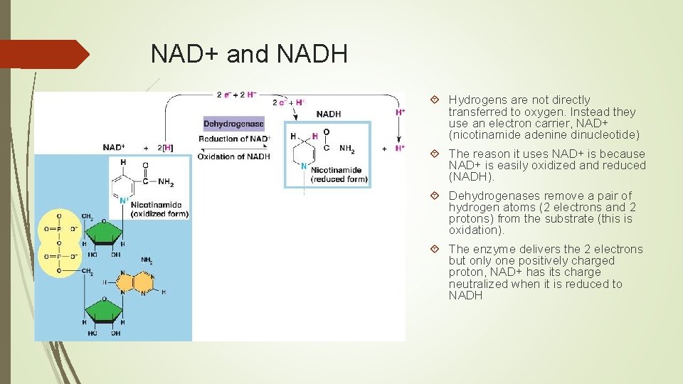 NAD+ and NADH Hydrogens are not directly transferred to oxygen. Instead they use an
