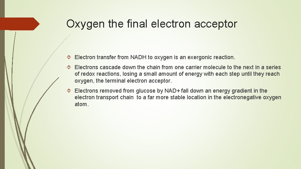 Oxygen the final electron acceptor Electron transfer from NADH to oxygen is an exergonic