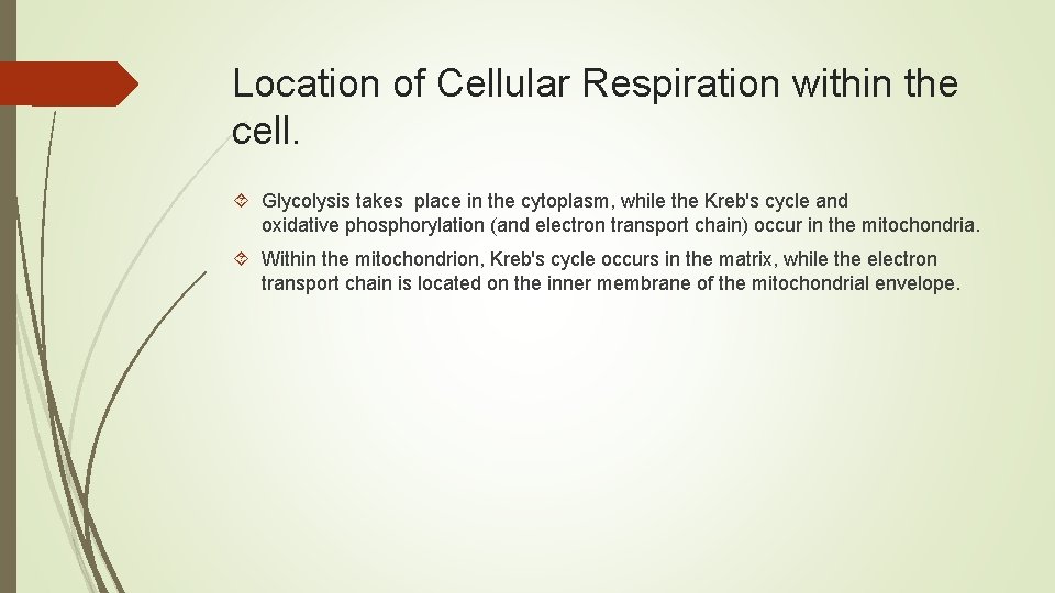 Location of Cellular Respiration within the cell. Glycolysis takes place in the cytoplasm, while