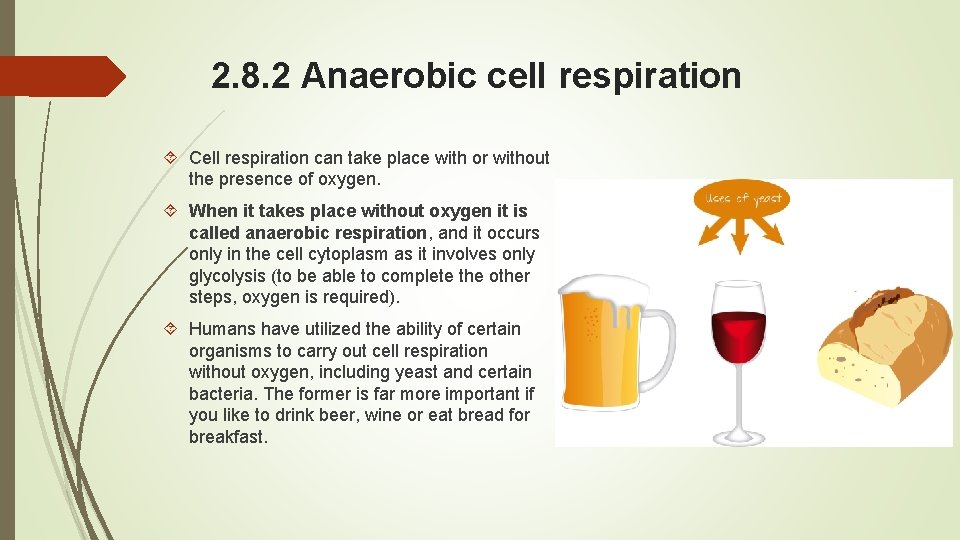 2. 8. 2 Anaerobic cell respiration Cell respiration can take place with or without