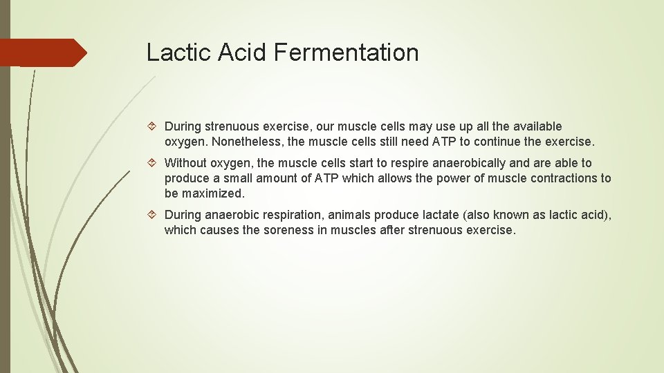 Lactic Acid Fermentation During strenuous exercise, our muscle cells may use up all the