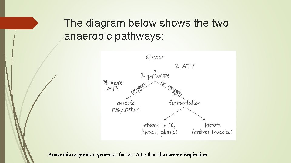The diagram below shows the two anaerobic pathways: Anaerobic respiration generates far less ATP