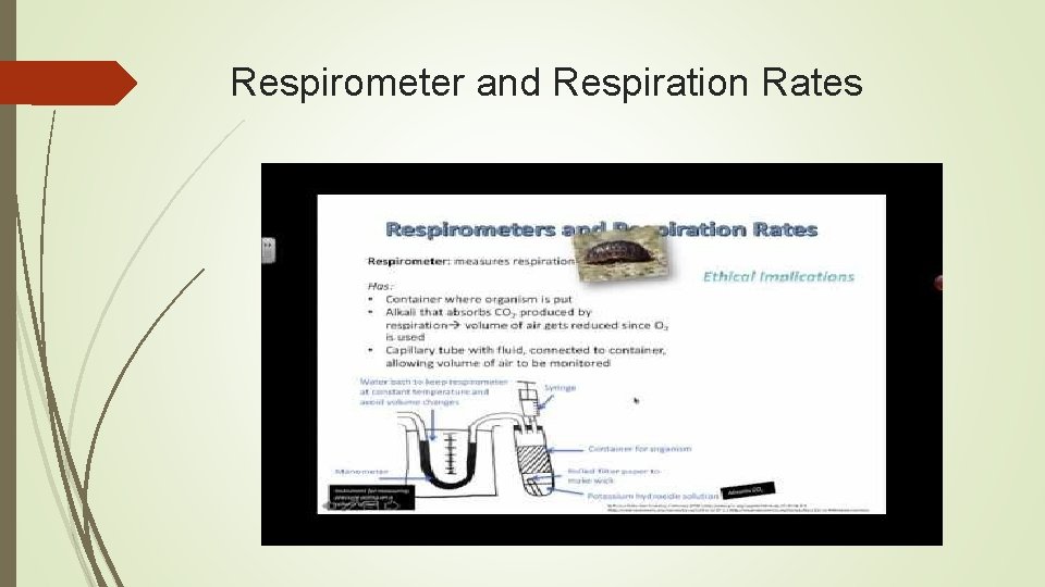 Respirometer and Respiration Rates 