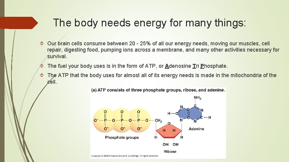 The body needs energy for many things: Our brain cells consume between 20 -