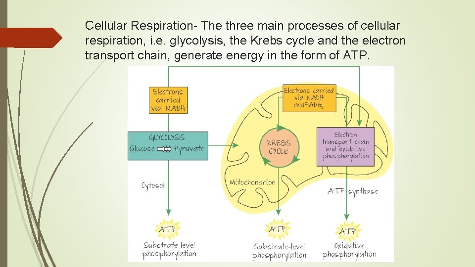 Cellular Respiration- The three main processes of cellular respiration, i. e. glycolysis, the Krebs