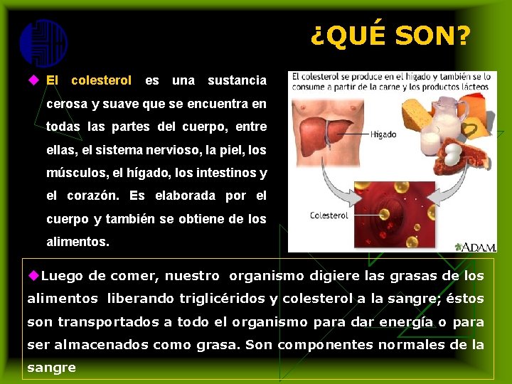 ¿QUÉ SON? u El colesterol es una sustancia cerosa y suave que se encuentra