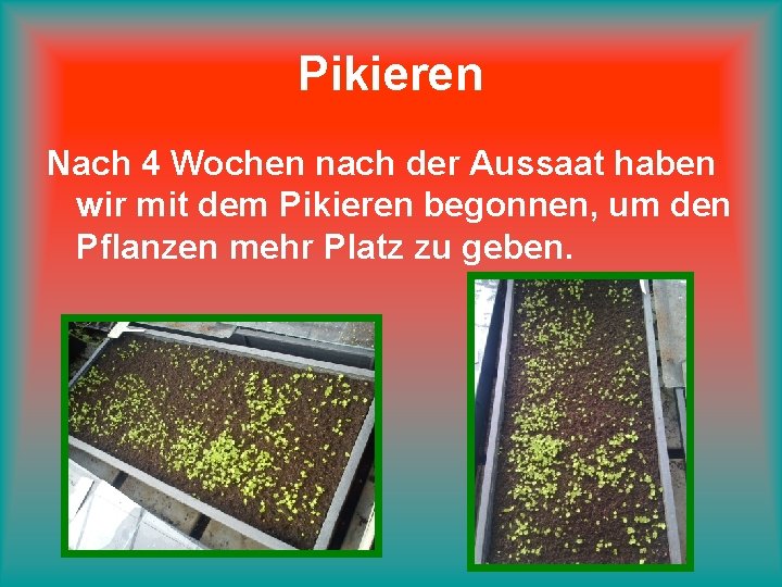 Pikieren Nach 4 Wochen nach der Aussaat haben wir mit dem Pikieren begonnen, um