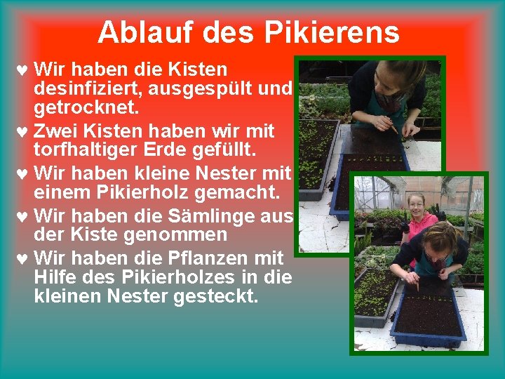 Ablauf des Pikierens © Wir haben die Kisten desinfiziert, ausgespült und getrocknet. © Zwei