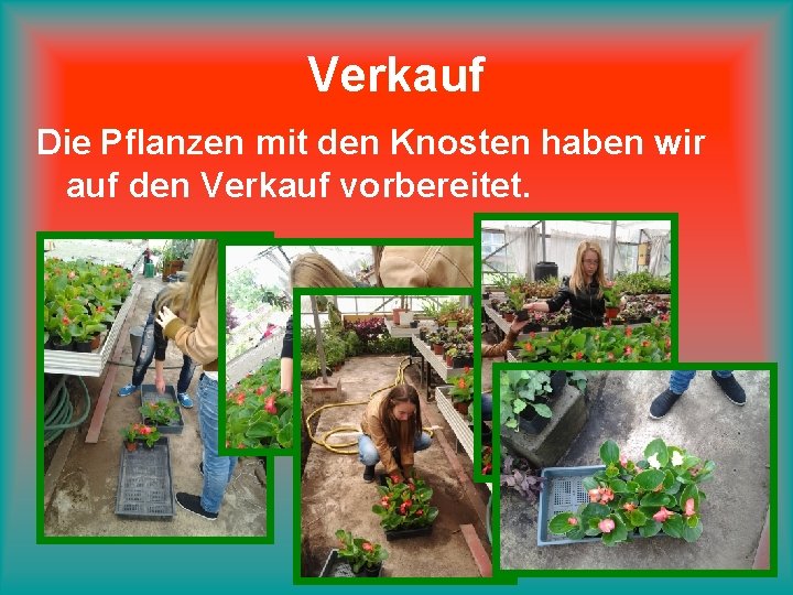 Verkauf Die Pflanzen mit den Knosten haben wir auf den Verkauf vorbereitet. 