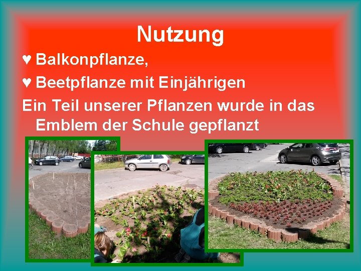 Nutzung ♥ Balkonpflanze, ♥ Beetpflanze mit Einjährigen Ein Teil unserer Pflanzen wurde in das