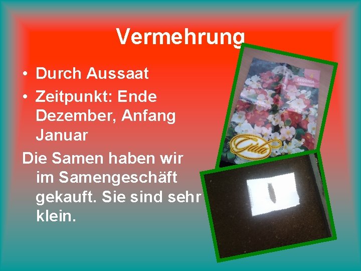 Vermehrung • Durch Aussaat • Zeitpunkt: Ende Dezember, Anfang Januar Die Samen haben wir