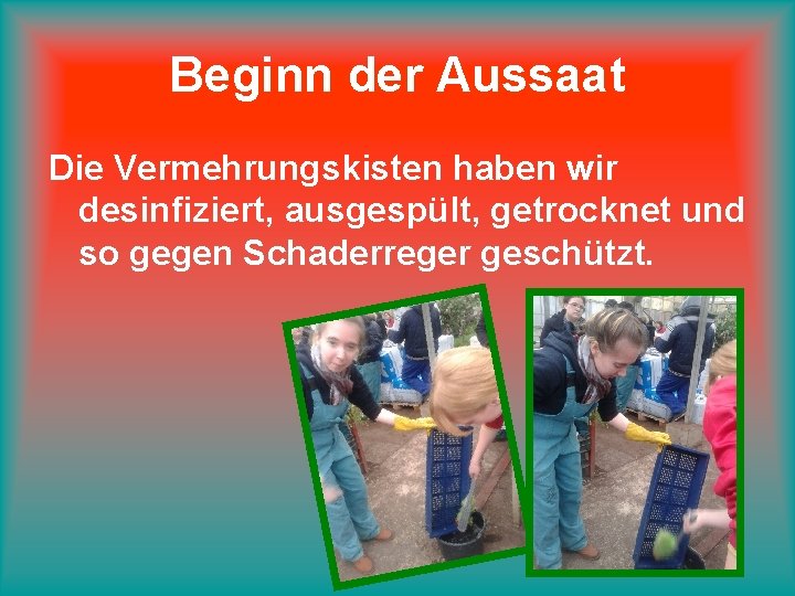 Beginn der Aussaat Die Vermehrungskisten haben wir desinfiziert, ausgespült, getrocknet und so gegen Schaderreger