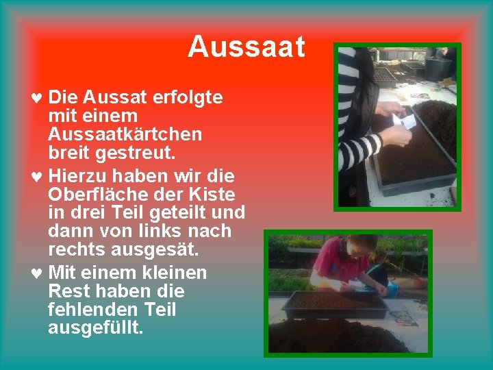 Aussaat © Die Aussat erfolgte mit einem Aussaatkärtchen breit gestreut. © Hierzu haben wir