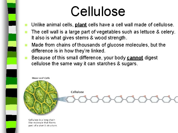 Cellulose Unlike animal cells, plant cells have a cell wall made of cellulose. n