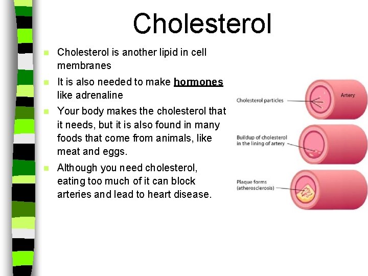 Cholesterol n Cholesterol is another lipid in cell membranes n It is also needed