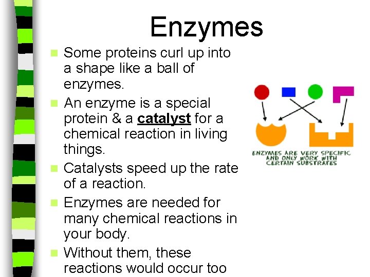 Enzymes n n n Some proteins curl up into a shape like a ball