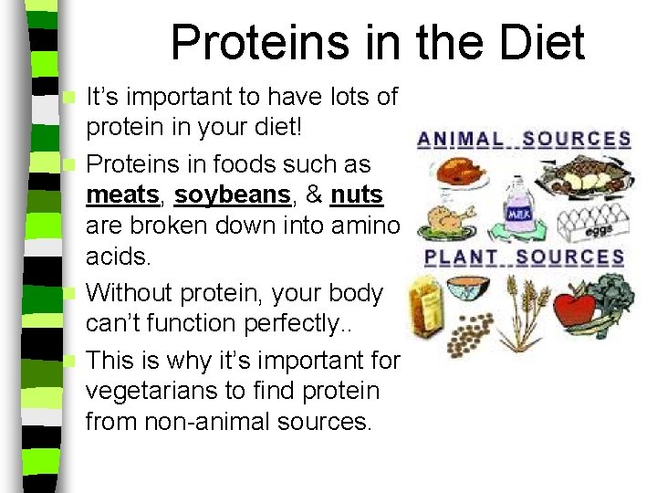 Proteins in the Diet It’s important to have lots of protein in your diet!