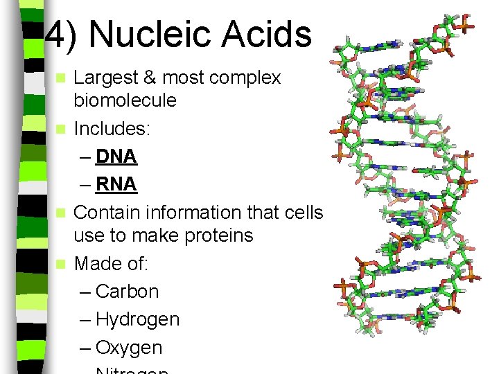 4) Nucleic Acids Largest & most complex biomolecule n Includes: – DNA – RNA