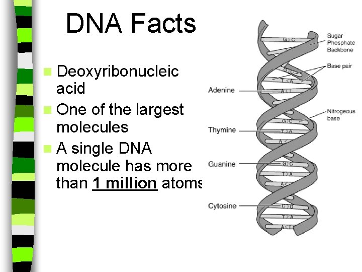 DNA Facts n Deoxyribonucleic acid n One of the largest molecules n A single