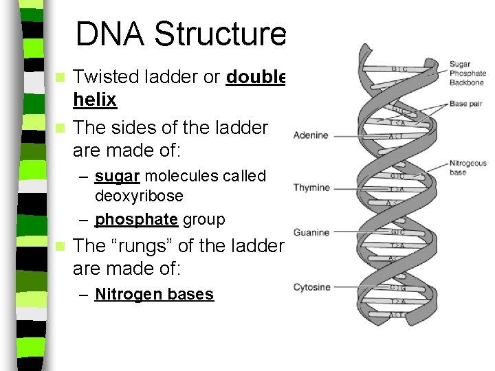 DNA Structure Twisted ladder or double helix n The sides of the ladder are