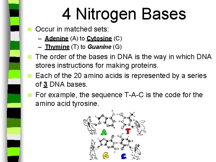 4 Nitrogen Bases n Occur in matched sets: – Adenine (A) to Cytosine (C)