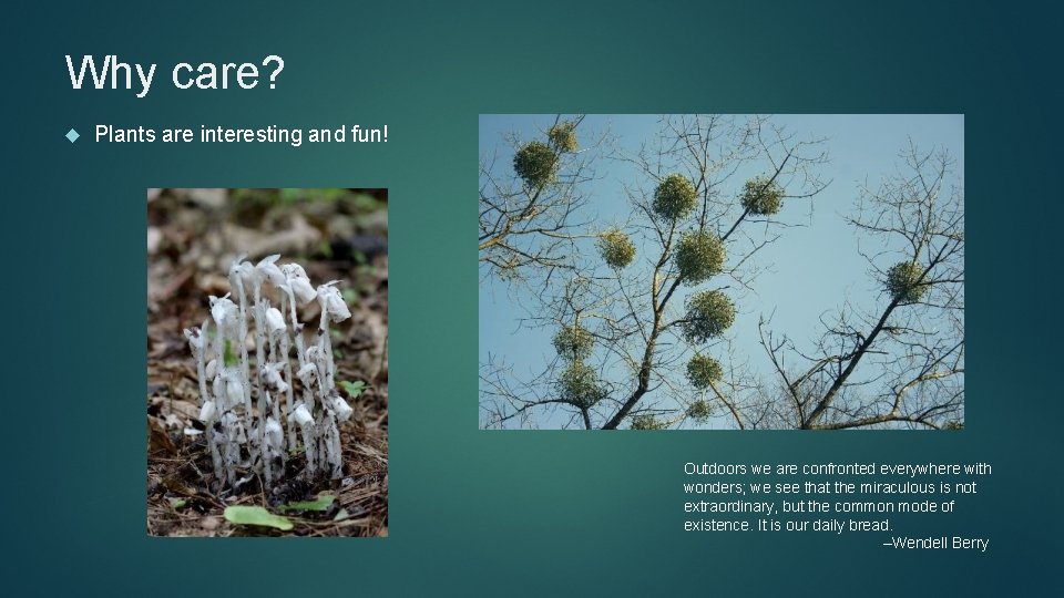 Why care? Plants are interesting and fun! Outdoors we are confronted everywhere with wonders;