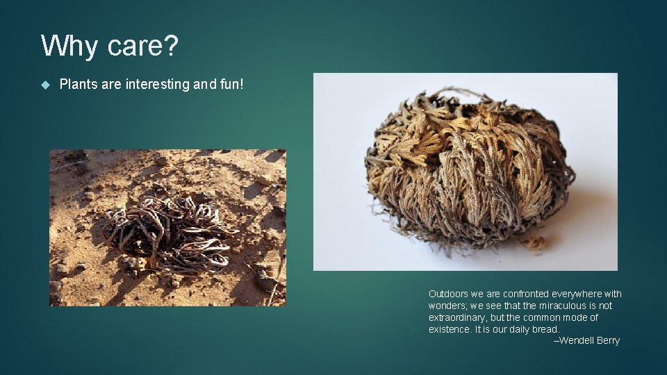 Why care? Plants are interesting and fun! Outdoors we are confronted everywhere with wonders;