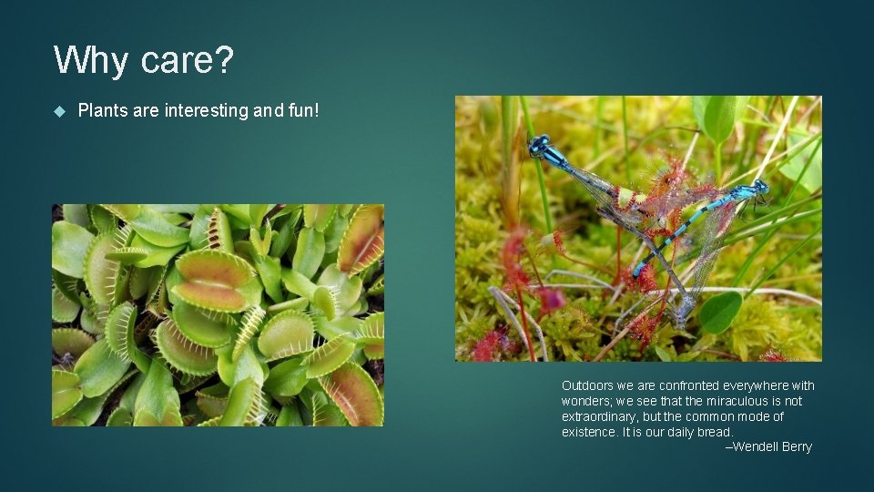 Why care? Plants are interesting and fun! Outdoors we are confronted everywhere with wonders;