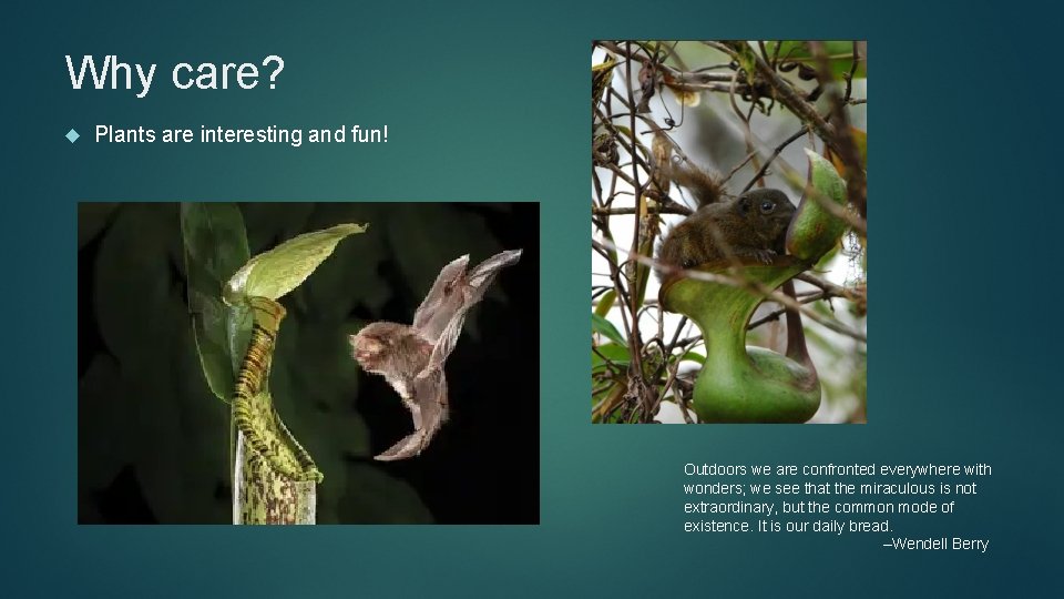 Why care? Plants are interesting and fun! Outdoors we are confronted everywhere with wonders;