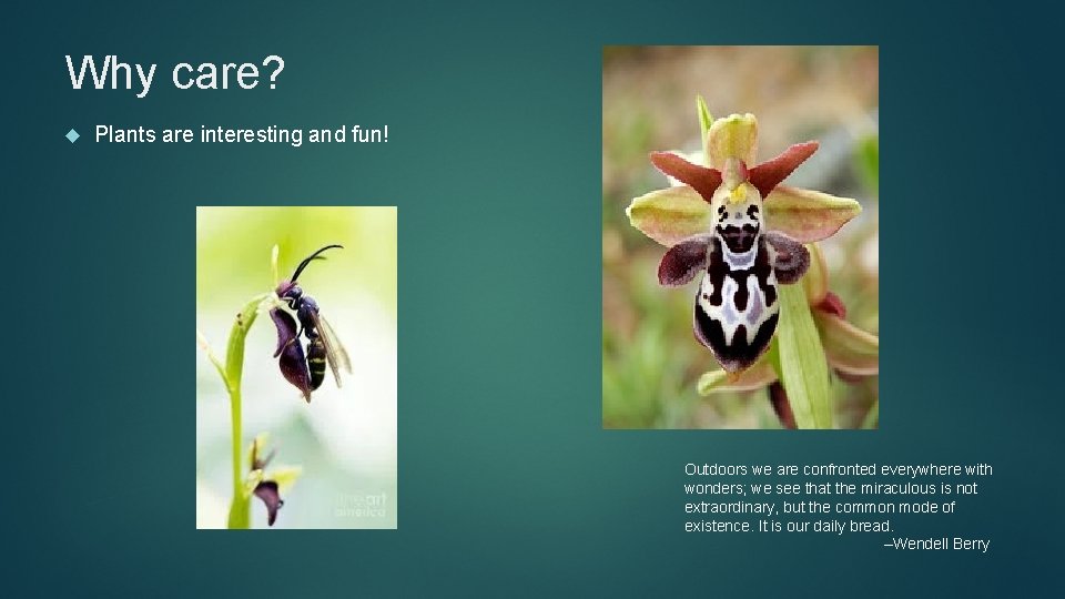 Why care? Plants are interesting and fun! Outdoors we are confronted everywhere with wonders;