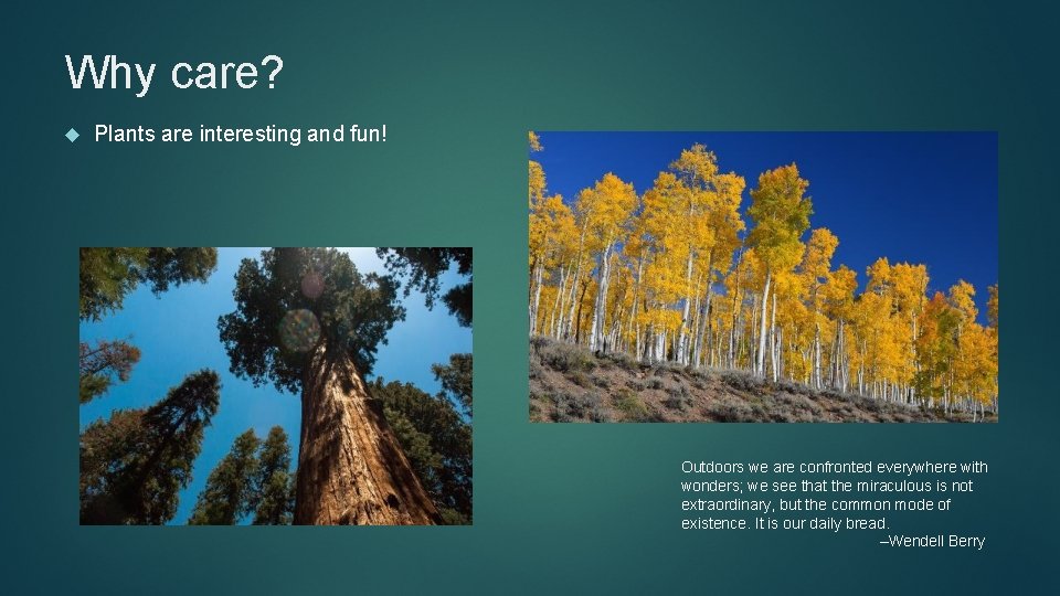 Why care? Plants are interesting and fun! Outdoors we are confronted everywhere with wonders;