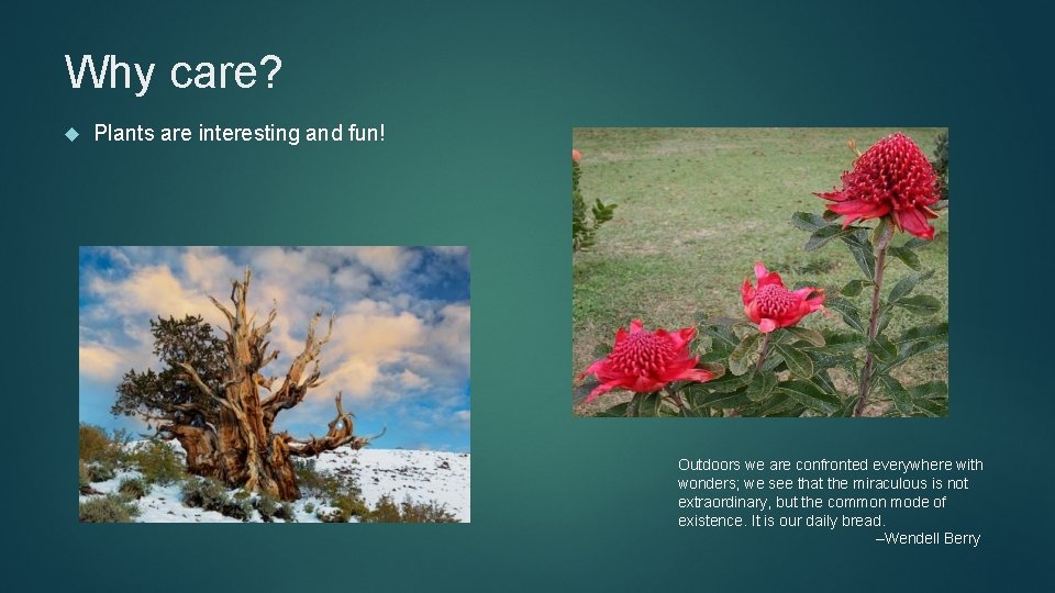 Why care? Plants are interesting and fun! Outdoors we are confronted everywhere with wonders;