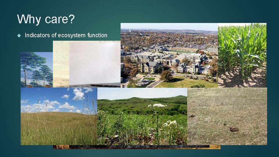 Why care? Indicators of ecosystem function 