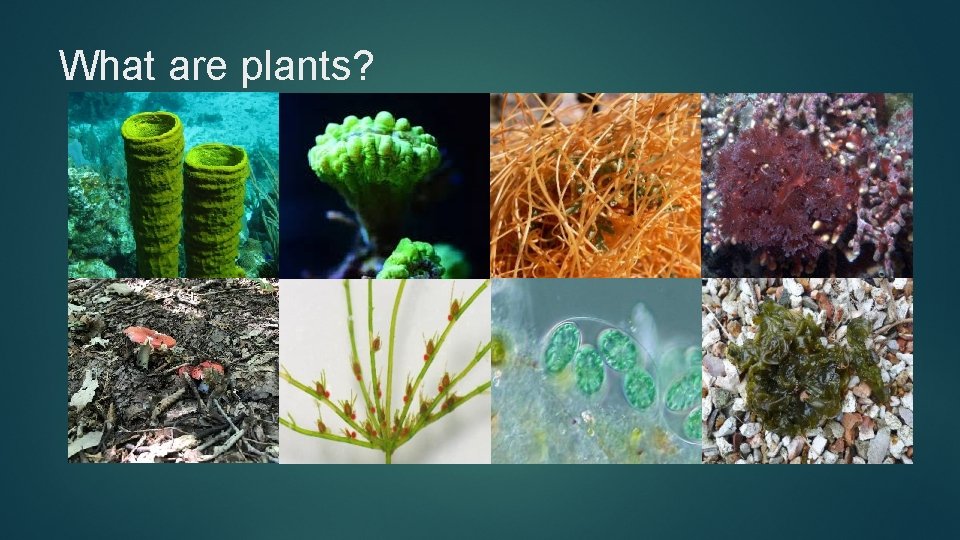 What are plants? 