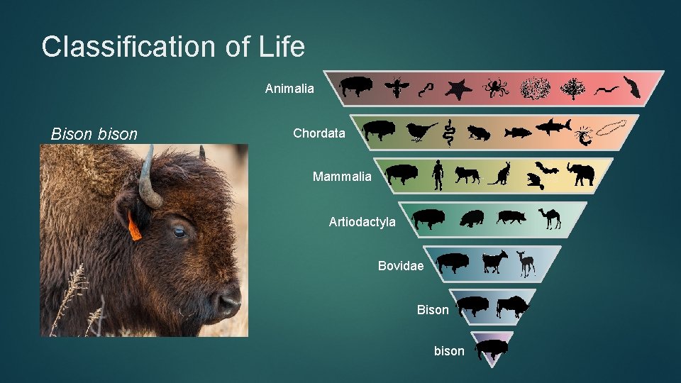 Classification of Life Animalia Bison bison Chordata Mammalia Artiodactyla Bovidae Bison bison 