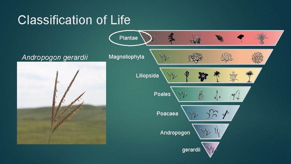Classification of Life Plantae Andropogon gerardii Magnoliophyta Liliopsida Poales Poacaea Andropogon gerardii 