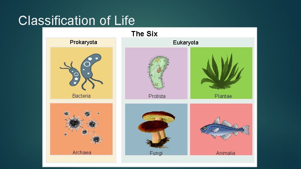 Classification of Life Prokaryota The Six Kingdoms Eukaryota Bacteria Protista Plantae Archaea Fungi Animalia